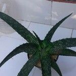 Aloe maculata Deilen