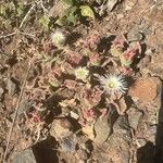 Mesembryanthemum crystallinum 整株植物