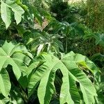 Tetrapanax papyrifer 叶