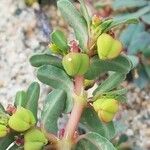 Euphorbia peplis Fruit