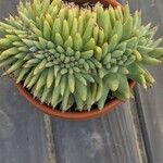 Echeveria agavoides Leaf