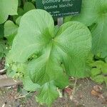 Ipomoea alba Leaf