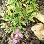 Saponaria caespitosa Leaf