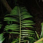 Laccosperma korupense Ліст