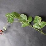 Rubus imbricatus Blad