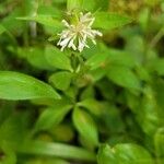 Asperula taurina Kukka