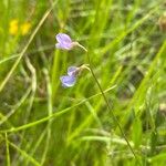 Vicia parviflora Flors