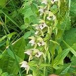 Epipactis helleborineBlodyn