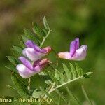 Vicia cassubica Arall