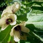 Hyoscyamus niger Квітка