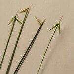 Carex pauciflora 花