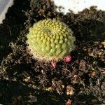 Rebutia minuscula Листок