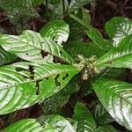 Psychotria hexamera 葉