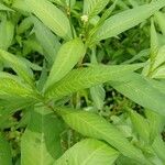 Persicaria hydropiper Habit