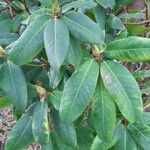 Rhododendron maximumLeaf