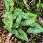 Hexastylis arifolia Lehti