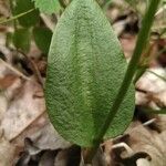 Ophioglossum vulgatum Blatt