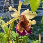 Cattleya dowiana Blomma