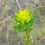 Euphorbia palustris Flor