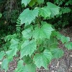 Vitis rotundifolia Habit