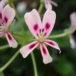 Pelargonium echinatum 花