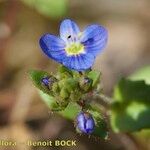 Veronica acinifolia Inny