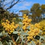 Acacia notabilis Floare