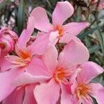 Nerium oleander Floare