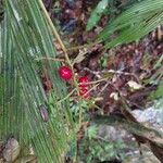 Dypsis louvelii Fruit