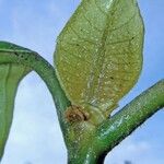 Notopleura capacifolia Corteza
