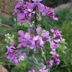 Lunaria annuaFiore