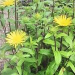 Pentanema hirtum Habit