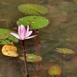 Nymphaea rubra Flower