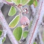 Cotoneaster nummularius Fruto