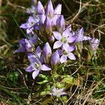 Gentianella austriaca 花