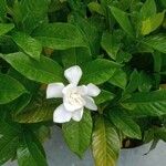 Gardenia augustaFolha