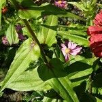 Zinnia peruviana Λουλούδι