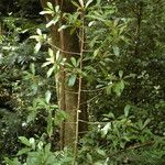 Ardisia elliptica Blatt