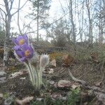 Pulsatilla patens Blüte