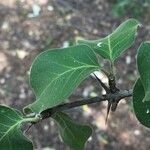 Canthium armatum Leaf