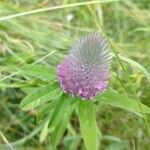 Trifolium rubensKvět