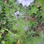 Nigella damascena Habitus