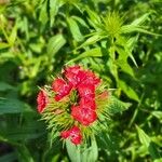 Dianthus barbatusЦвят