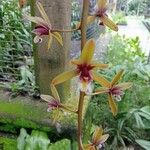 Cymbidium aloifoliumBlodyn