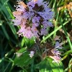 Mentha aquaticaFlower