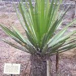 Yucca carnerosana Blad