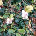 Symphoricarpos albusफल