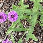 Verbena rigida Habitus