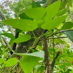 Passiflora oerstedii Bark