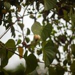 Ipomoea violacea 果實